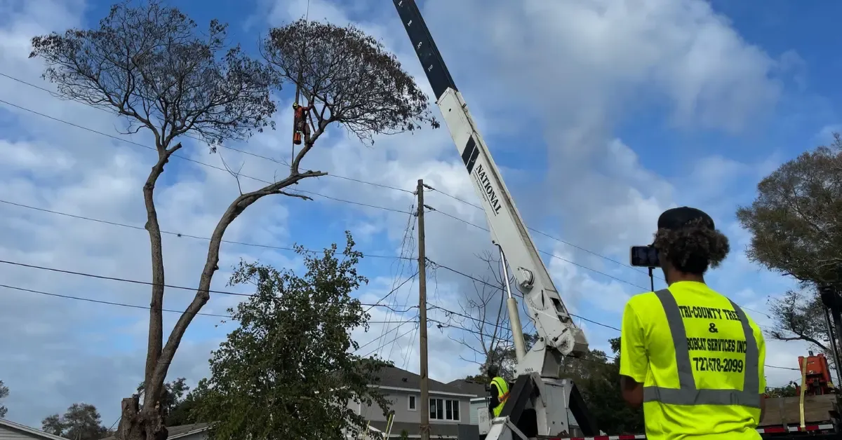 24/7 Emergency Tree Service