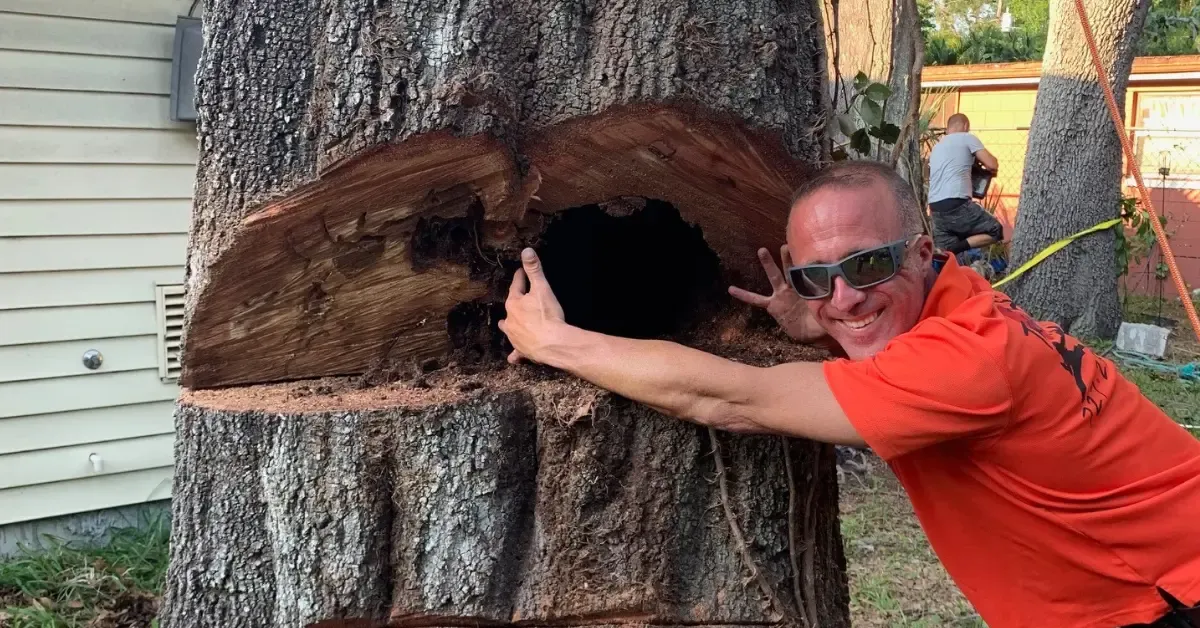 Experienced arborist inspecting a mature oak tree for structural integrity