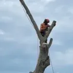 Tree Removal