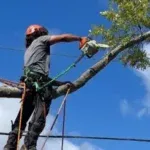 Tree Trimming