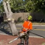 Emergency Tree & Crane Service