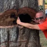 Tree Health Assessment