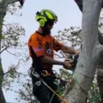 Arborist Services